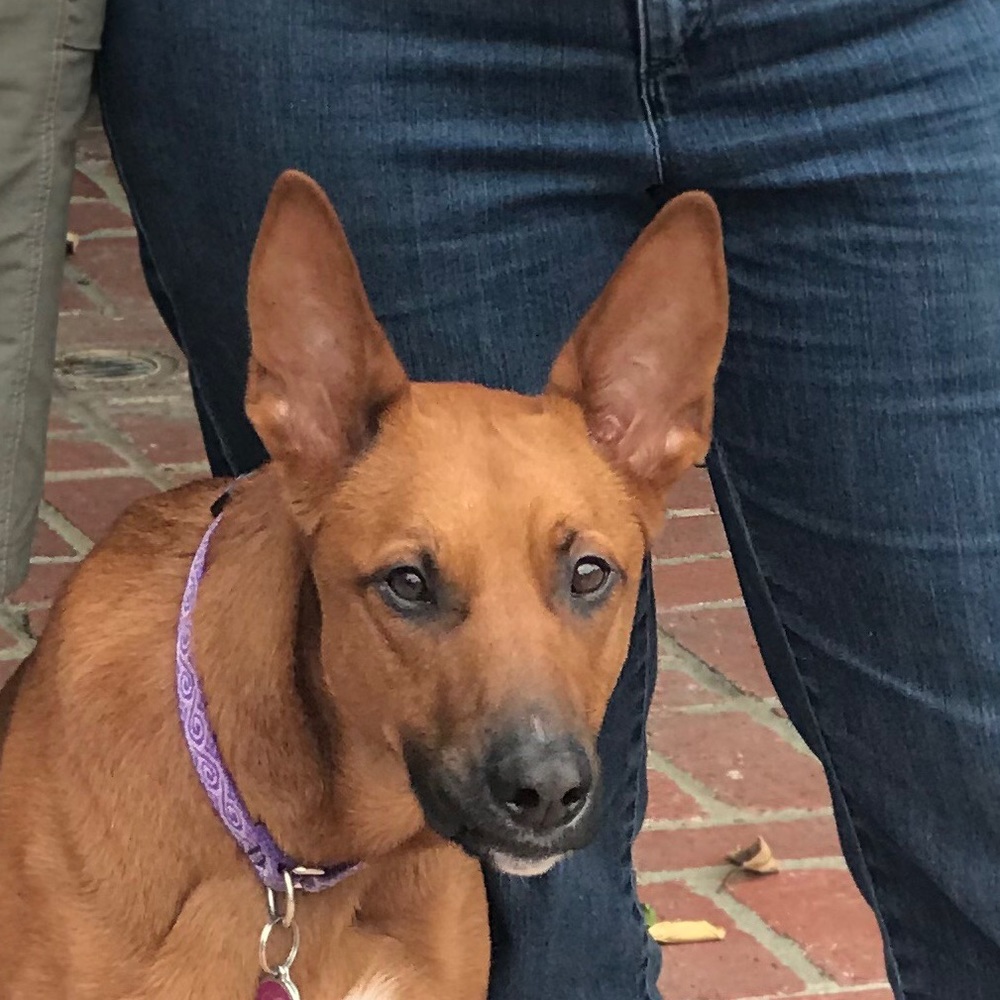 Meet your Posher, Amy